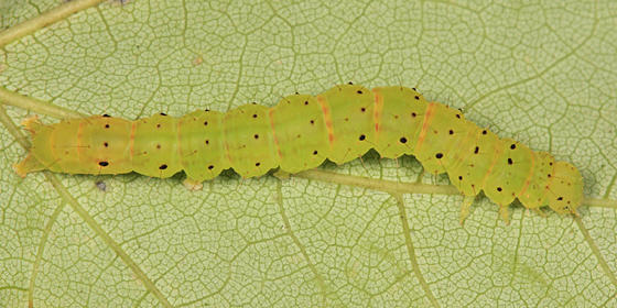 8442 - Baltimore Bomolocha - Hypena baltimoralis