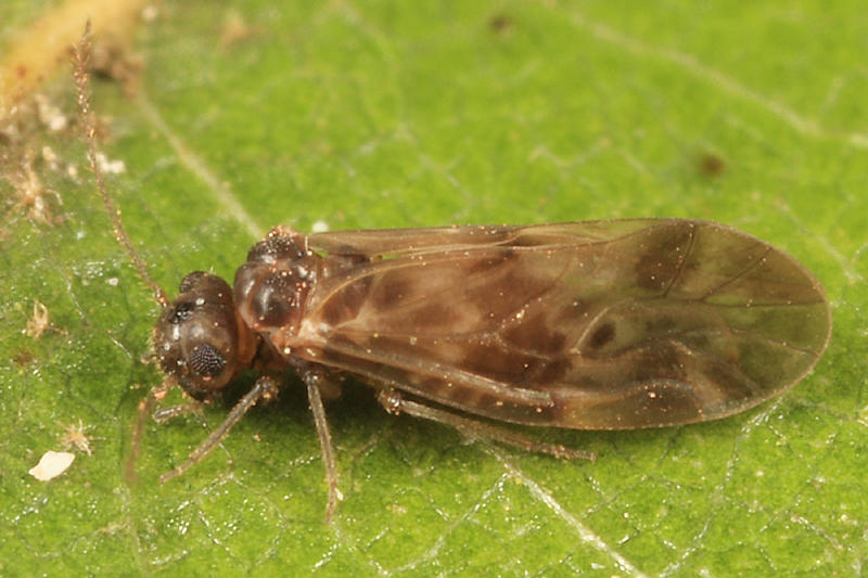 Peripsocus subfasciatus