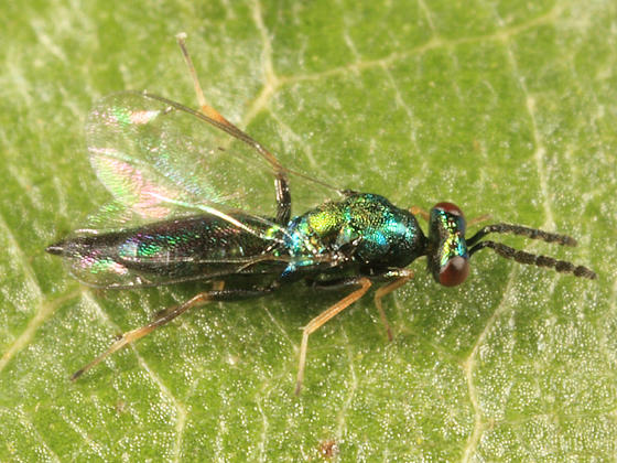 Eulophidae