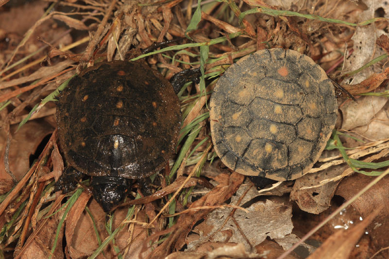 Spotted Turtles (hatchlings) - Clemmys guttata