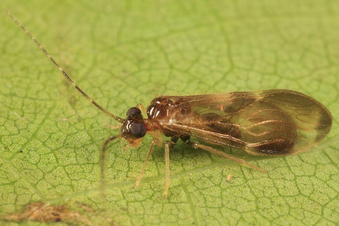 Polypsocus corruptus (male)