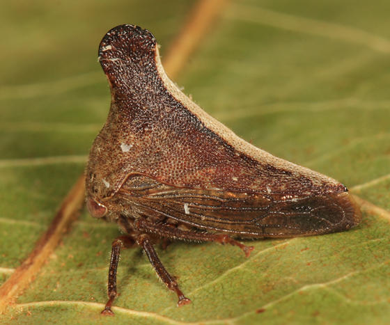 Glossonotus univittatus