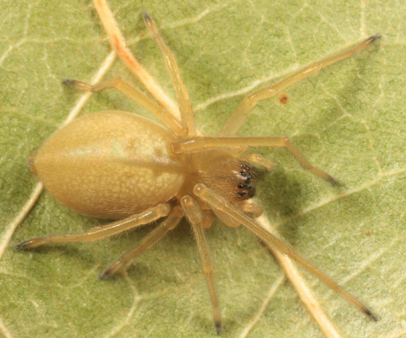 Cheiracanthium inclusum