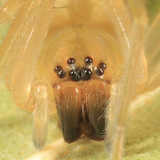 Cheiracanthium inclusum
