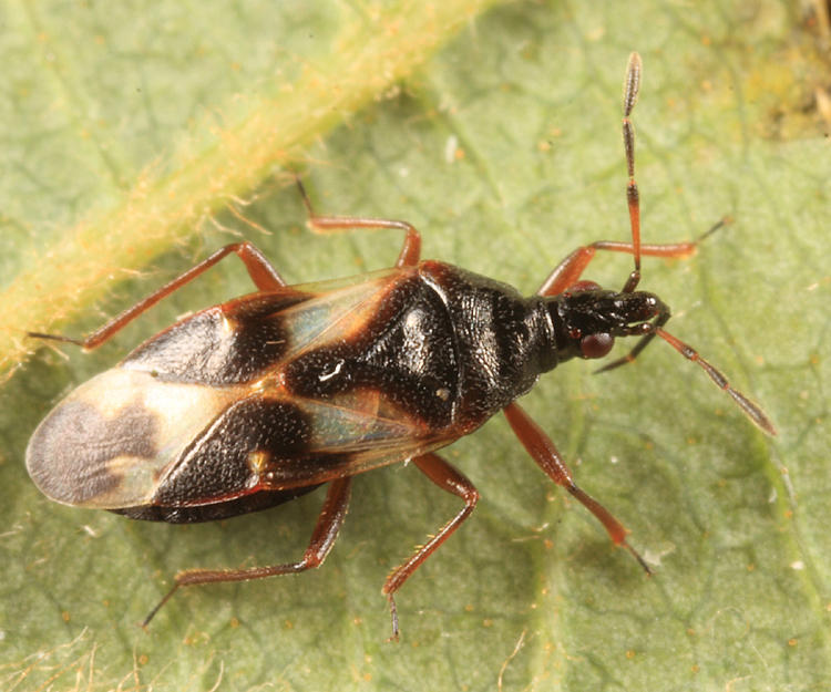 Anthocoris musculus