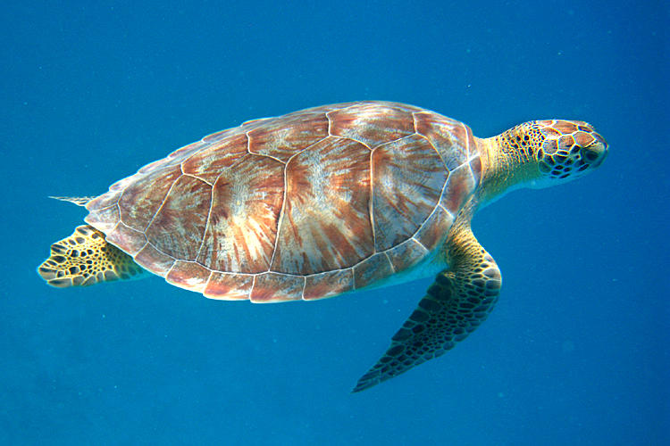 Green Turtle - Chelonia mydas