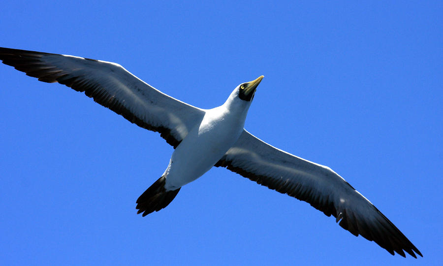 Masked Booby - Sula dactylatra