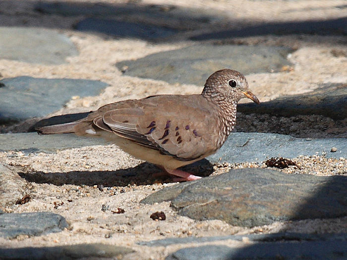 Common Ground Dove - Columbina passerina