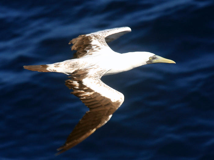 Masked Booby - Sula dactylatra