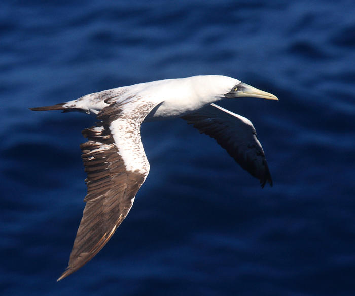 Masked Booby - Sula dactylatra