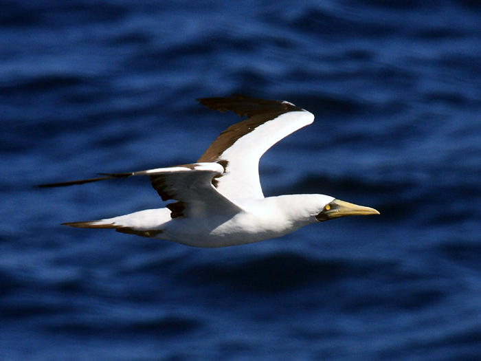 Masked Booby - Sula dactylatra