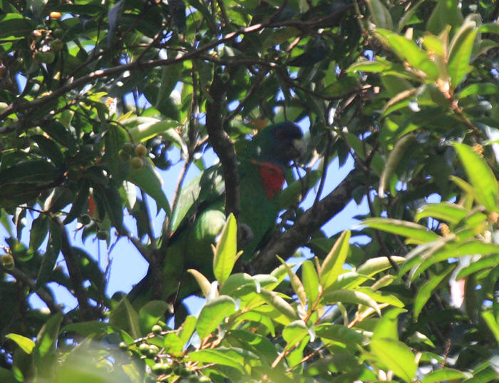 Red-necked Parrot - Amazona arausiaca