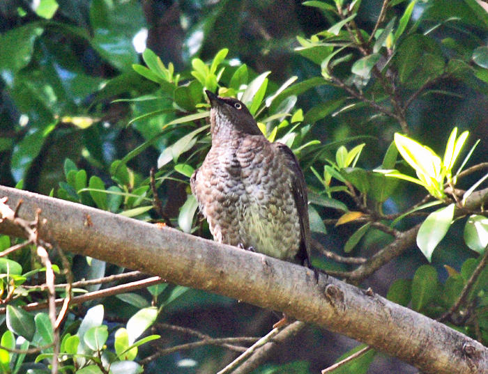 Scaly-breasted Thrasher - Margarops fuscus