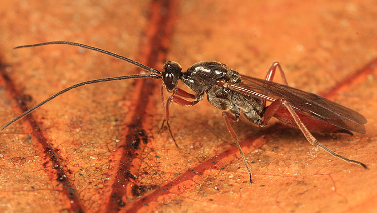 Proctotrupes caudatus (male)