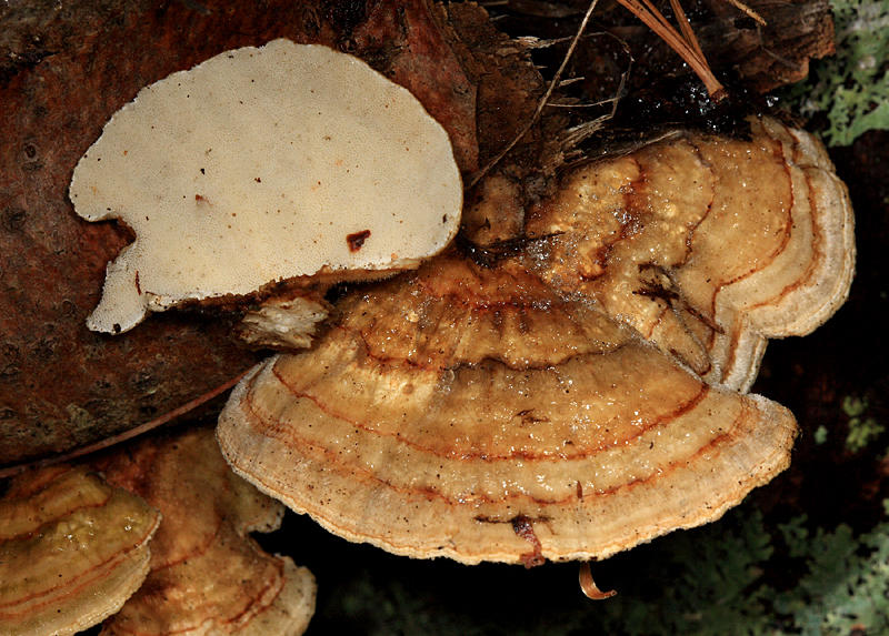 Trametes versicolor (Turkey Tail)