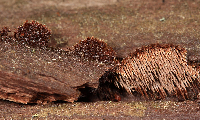 Gloiodon strigosus (extremely rare)