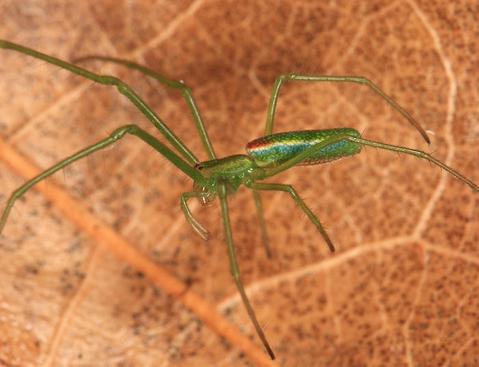 Tetragnatha viridis
