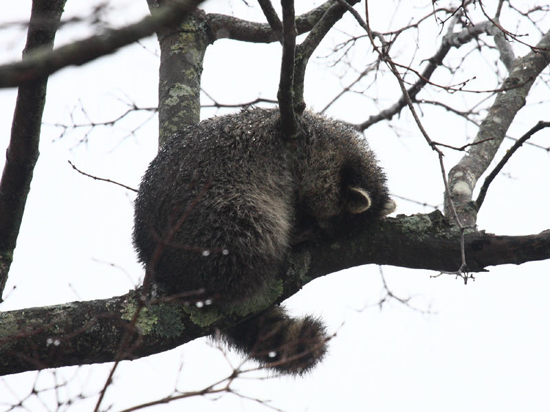 Common Raccoon - Procyon lotor (Cold and wet, sleeping in a tree)