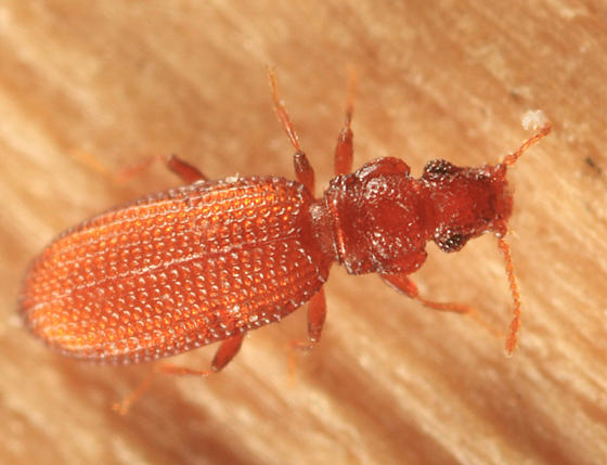 Dienerella filum