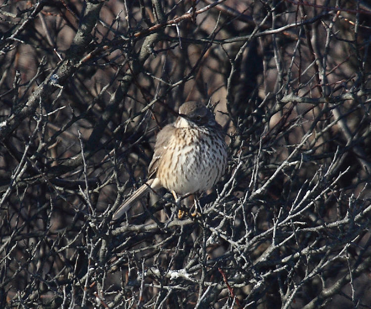 Sage Thrasher - Oreoscoptes montanus
