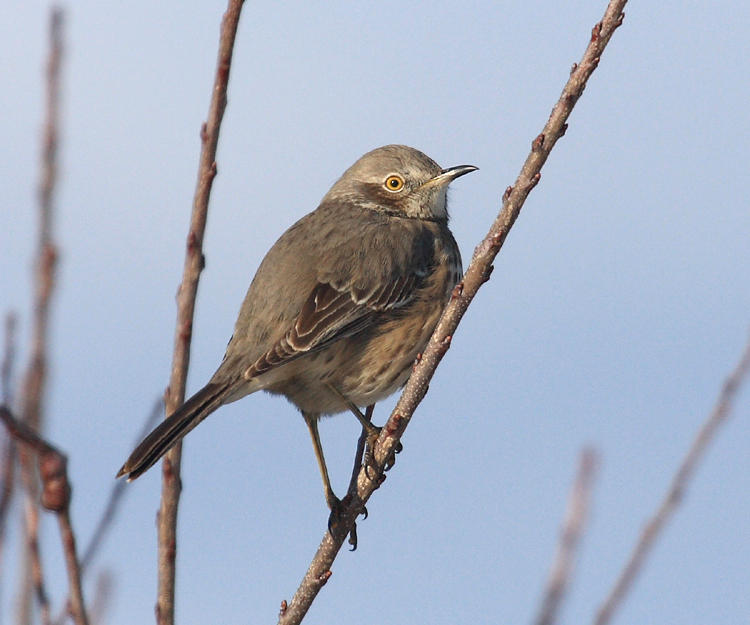 Sage Thrasher - Oreoscoptes montanus