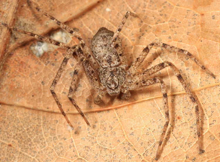 Philodromus praelustris