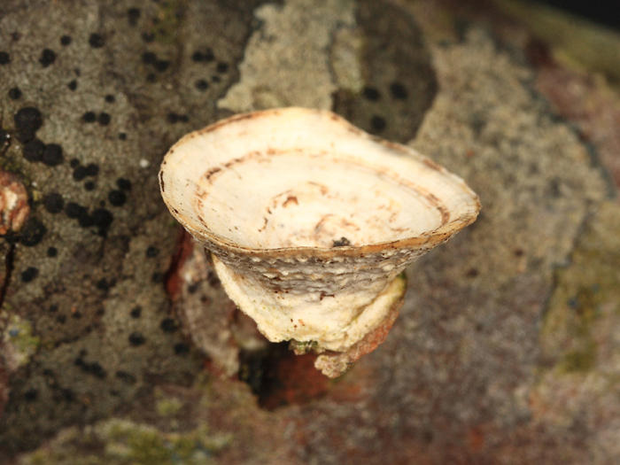 Trametes conchifer