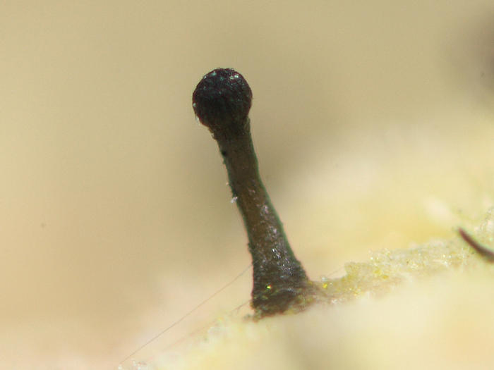 Phaeocalicium polyporaeum