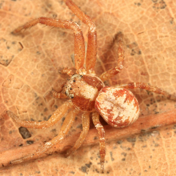 Xysticus punctatus (female)