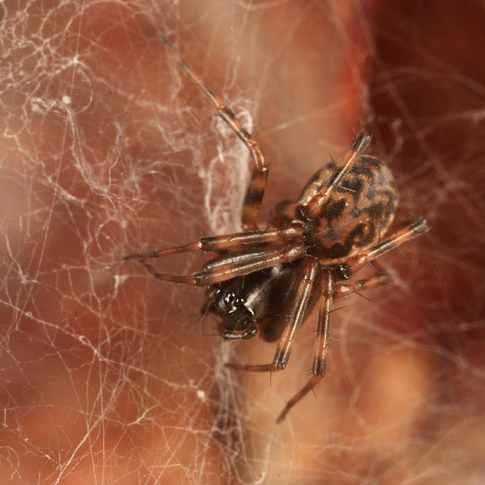 Neriene clathrata (female)