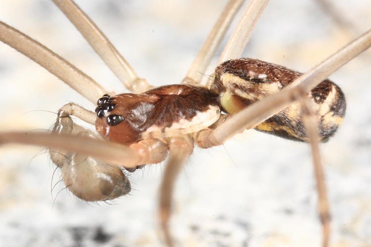 Neriene radiata