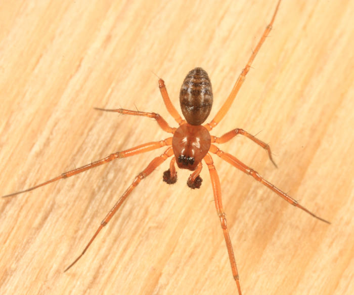 Tenuiphantes zebra
