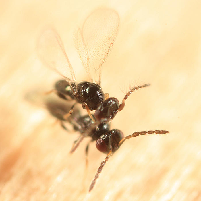 Eulophidae