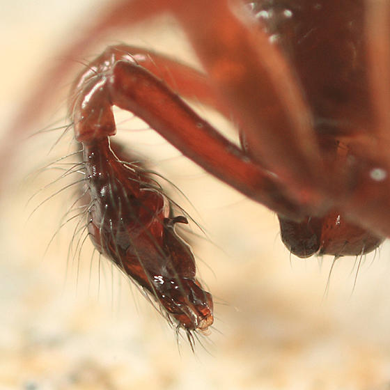 Robertus riparius (male)