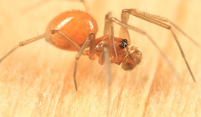 Agyneta fabra (immature male)