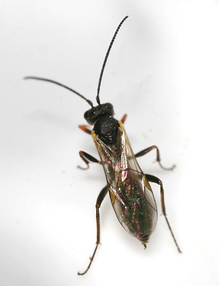 Bathyplectes infernalis