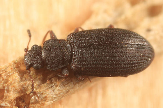Enicmus aterrimus
