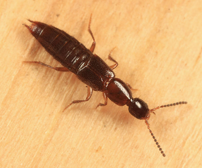 Gabrius ovaliceps