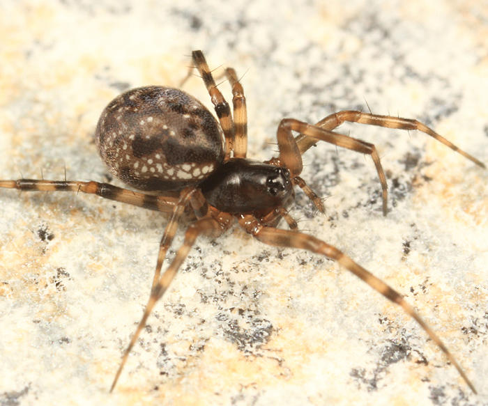 Neriene clathrata (female)
