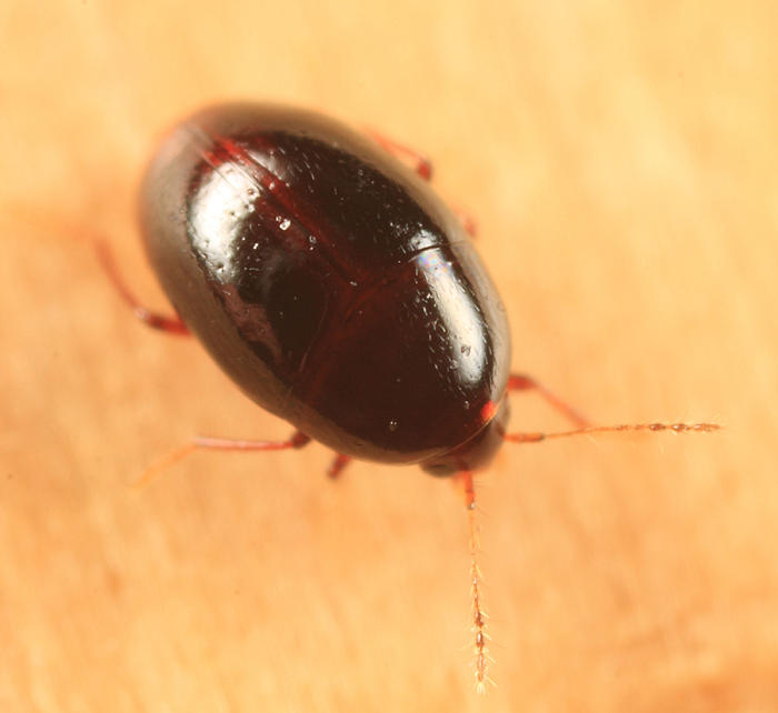Baeocera sp.