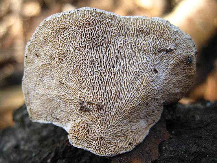 Trametes gibbosa