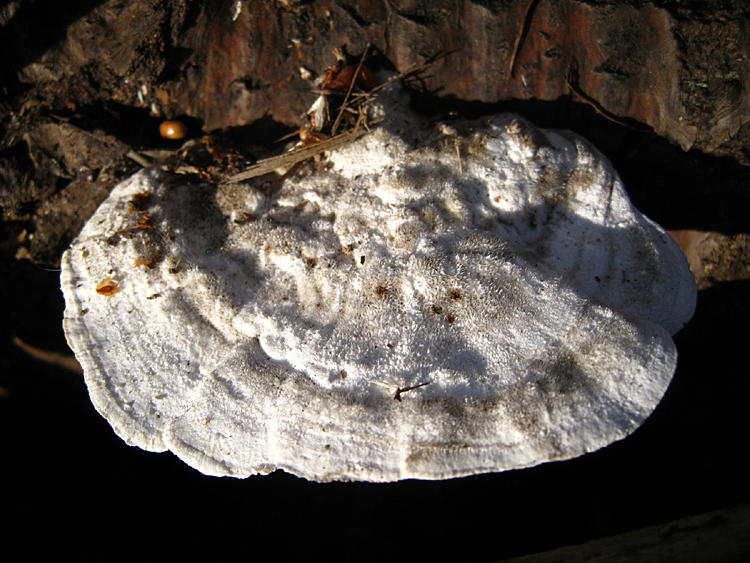 Trametes gibbosa