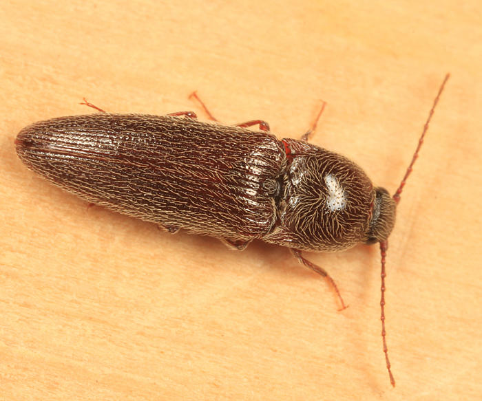 Melanotus sp.
