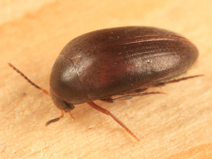 Eucinetus morio