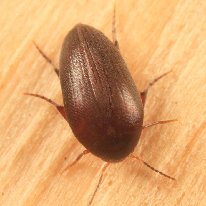 Eucinetus morio