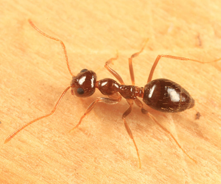 False Honey Ant - Prenolepis imparis