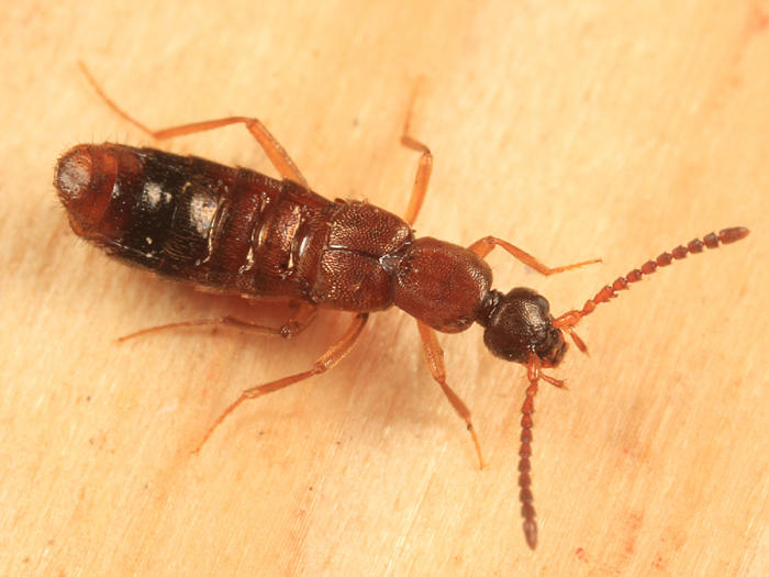 Drusilla canaliculata