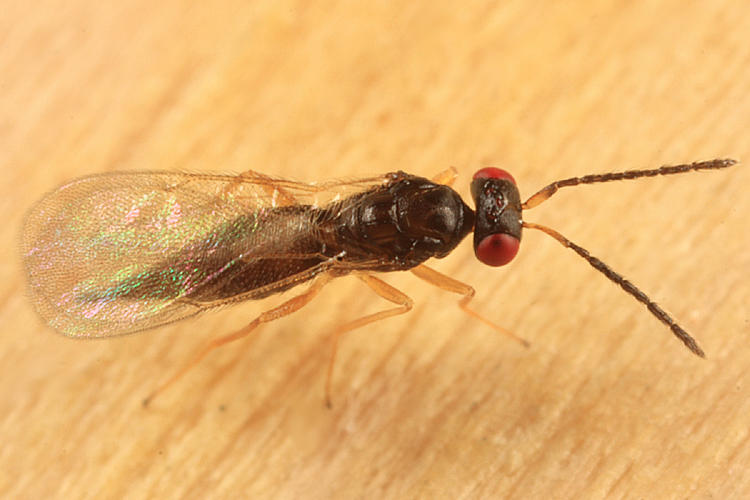 Eulophidae