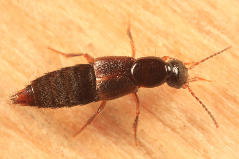 Erichsonius brachycephalus