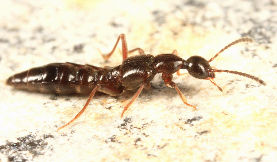 Blepharhymenus sp.